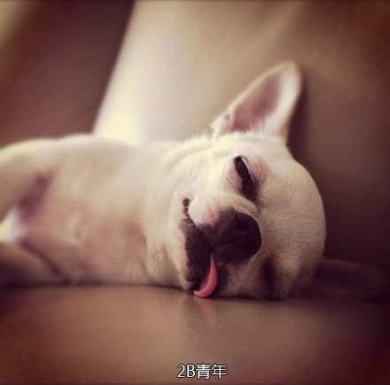 2B的狗狗