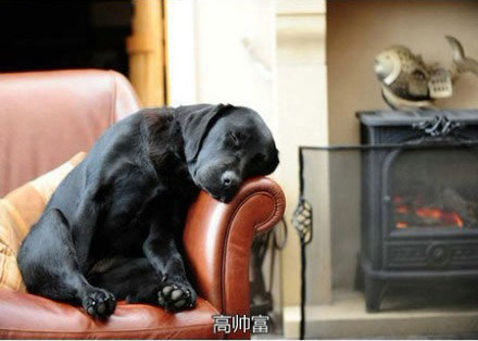 高富帅的狗狗，生活就是悠哉。