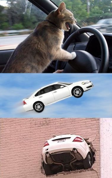 不要让猫咪开车