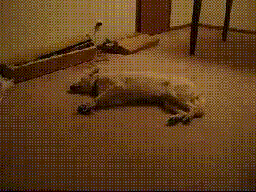 狗狗这样撒娇