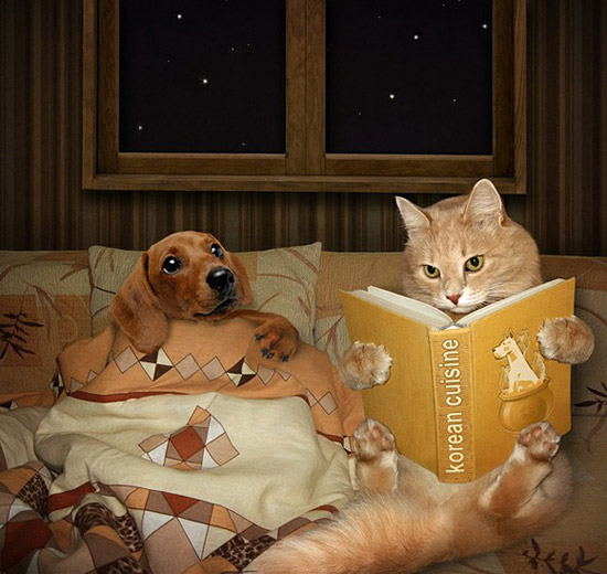 狗兄，猫弟的贵族生活。