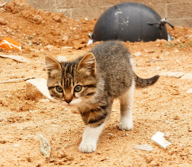 我不要做流浪猫....