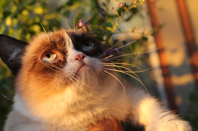 眼睛真大。看啥呢？