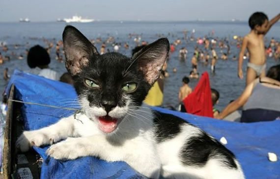 看什么看，没见过被栓的猫咪啊