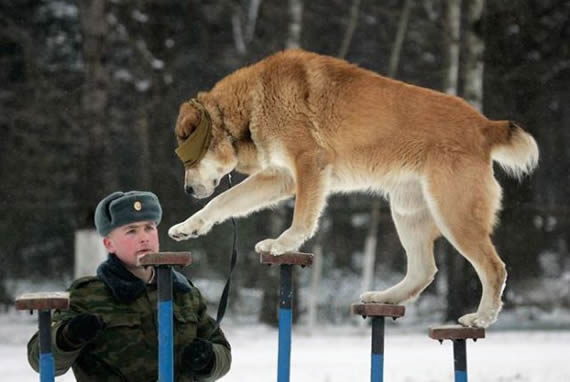 当警犬不容易