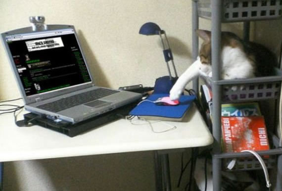 黑客猫咪