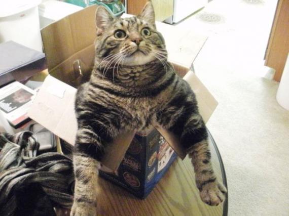 肥猫 老猫 丑猫