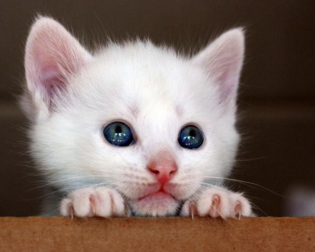 可爱又可怜的小猫咪
