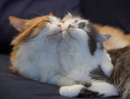 一对幸福的猫咪（都是公的）