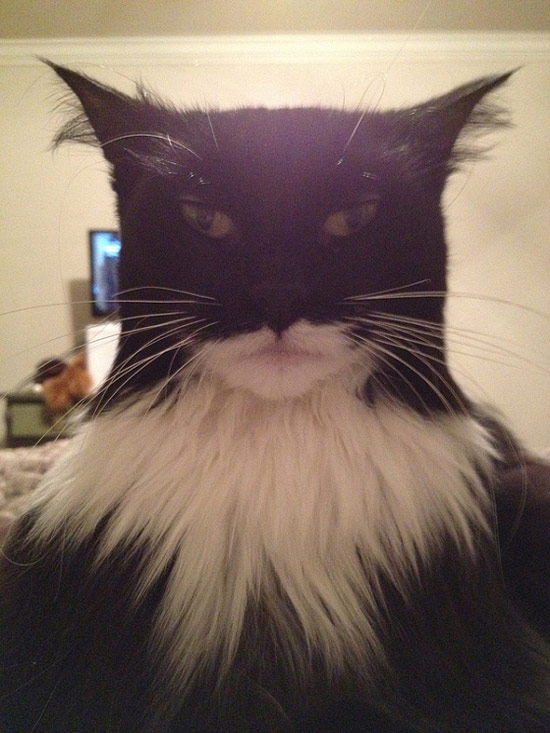 猫咪女王？猫咪玩自拍。