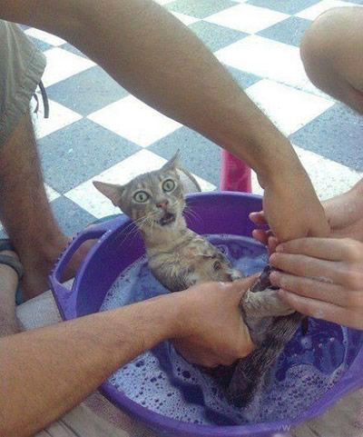 猫咪洗澡的时候永远都是这个表情