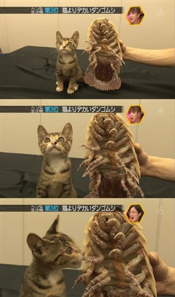 猫咪模仿秀