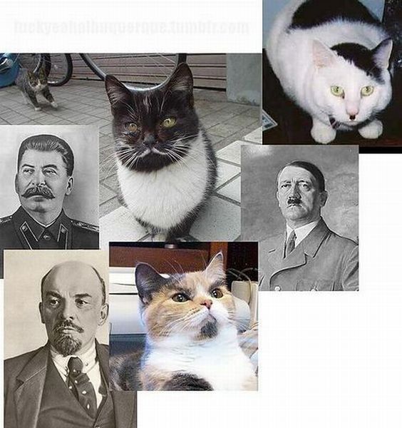 强大猫咪表情