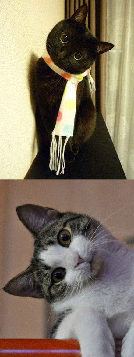 小猫咪表情秀