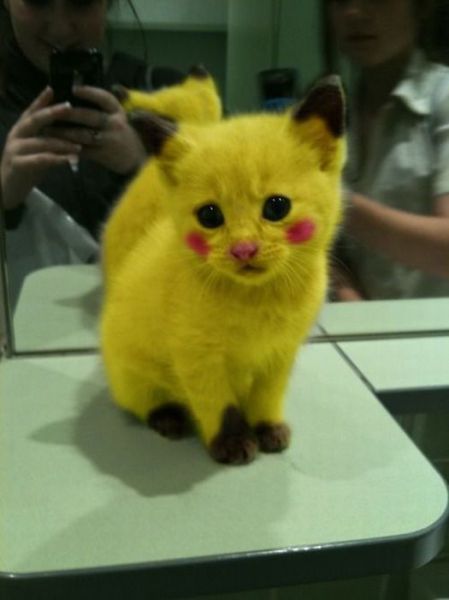 小猫咪