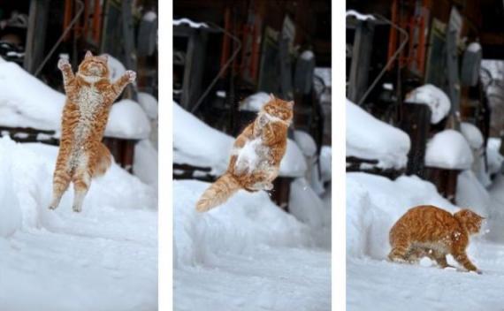 优雅的猫咪
