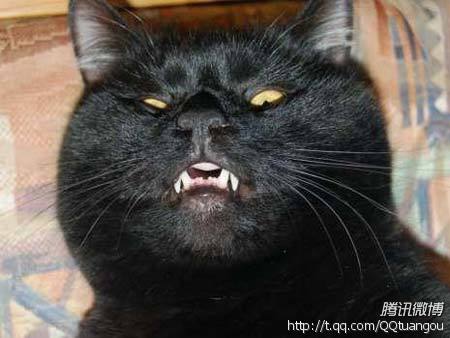凶悍的猫咪