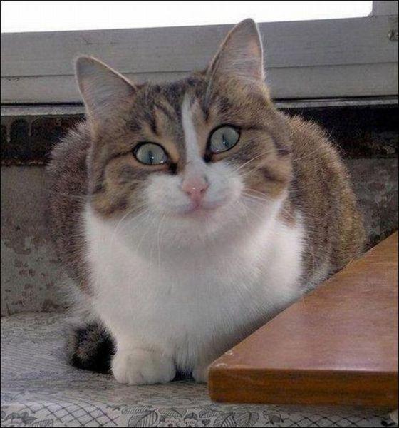 肥猫诡异的笑