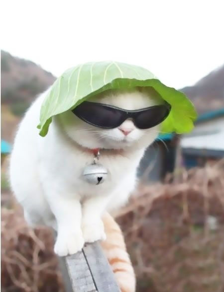 猫咪界的黑社会头目。那个铃铛超酷。