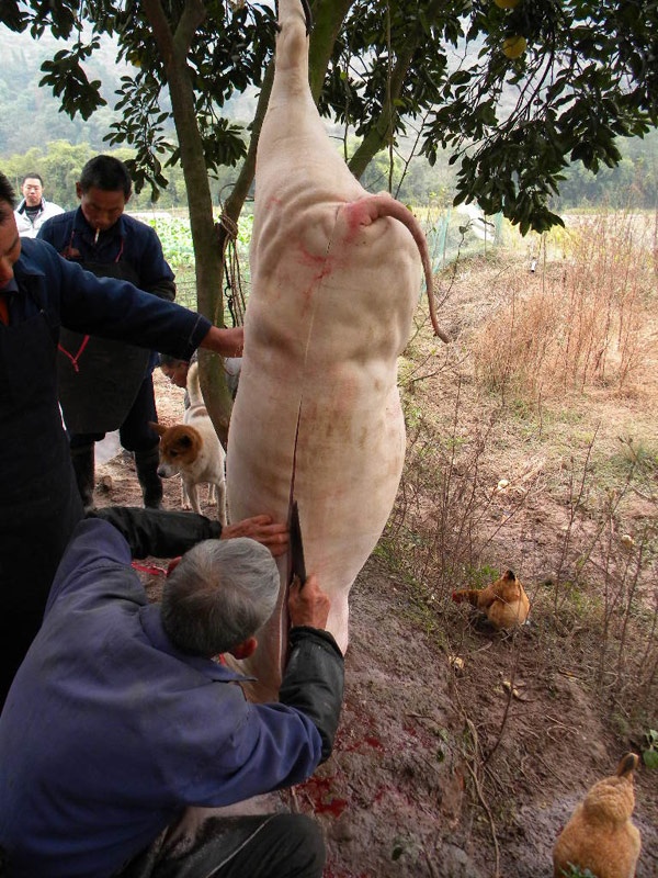 哈哈黑猪去了皮。原来肉也是白色的。