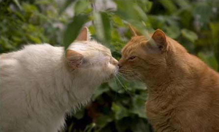猫咪的爱情