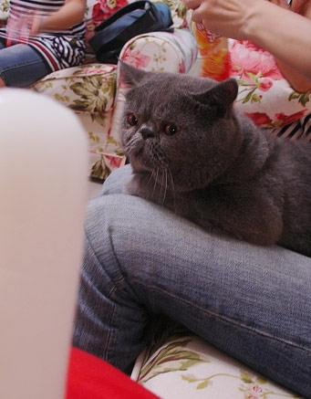 猫咪和主人。