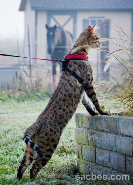最矫健的猫