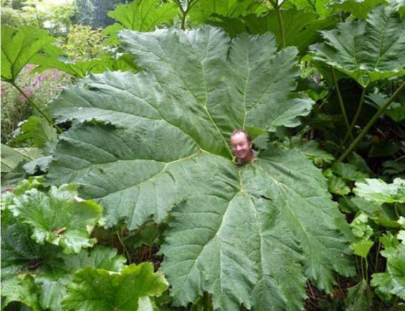 传说中的远古植物