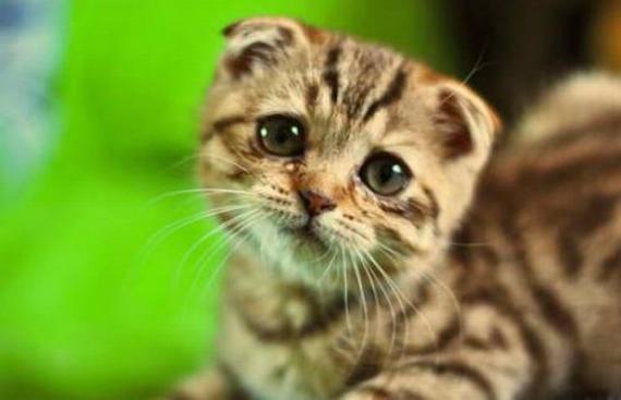 可怜的小猫咪 乖！