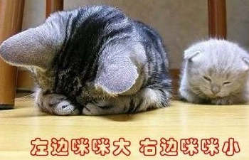 大小猫咪