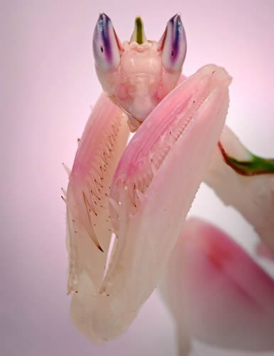 犀利粉嫩哥