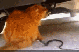 猫蛇大战