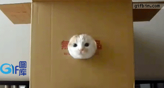 好可爱的猫咪。