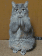 招财猫