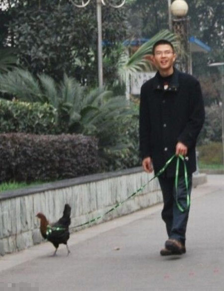 别人遛狗留猫，我遛鸡。