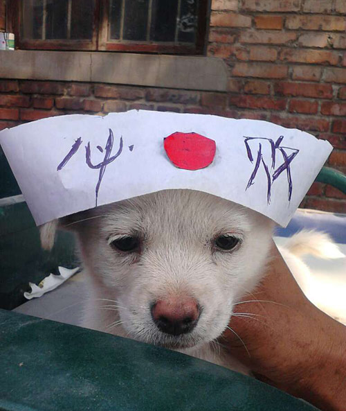 狗狗助威，小日本必败。