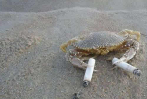 两手抓两手都要硬 爆笑河蟹