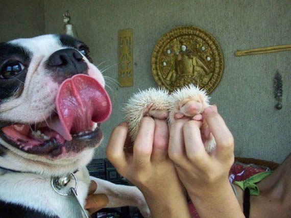 来来来，舔舔试试