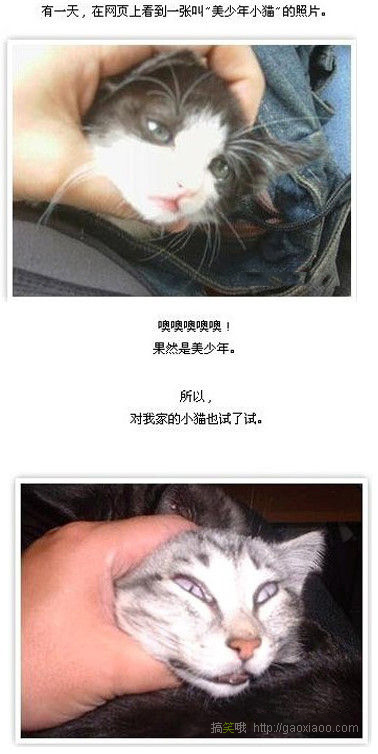 美少年小猫