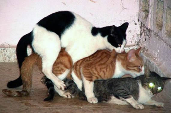 猫咪