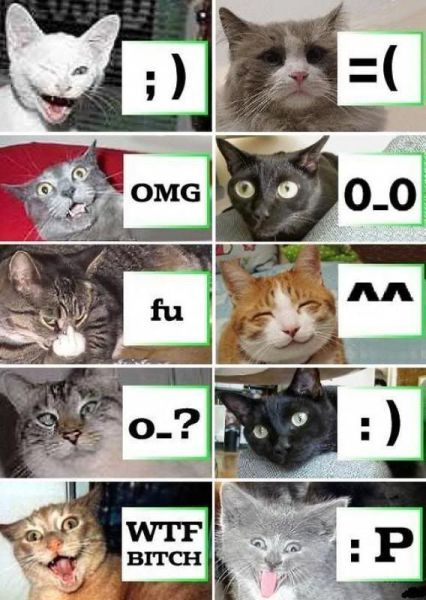 猫咪表情大全