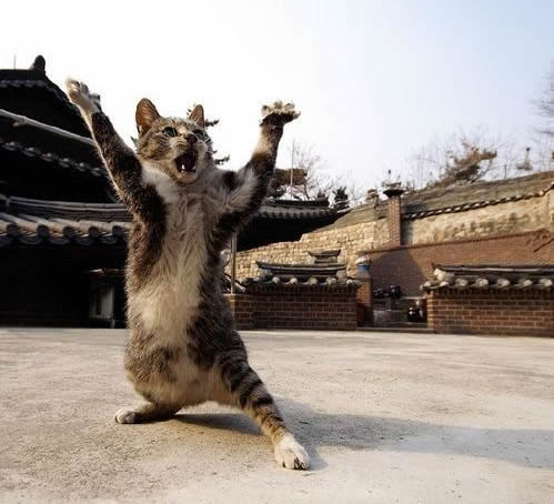 功夫小猫