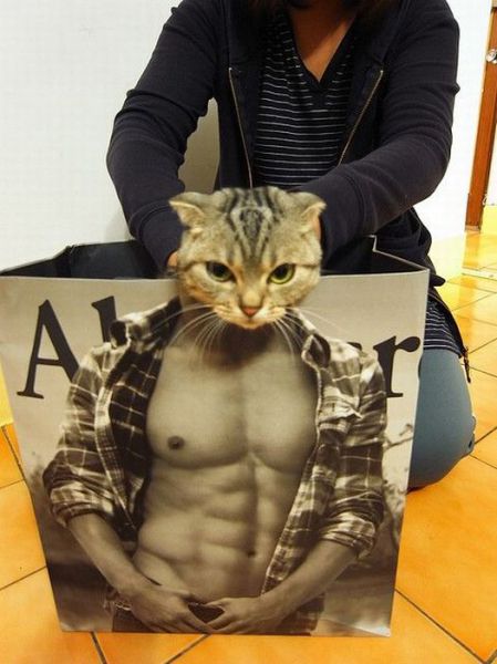 型男猫咪