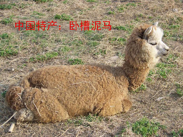窝草泥马