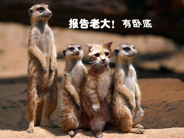 有奸细...... 瞄~