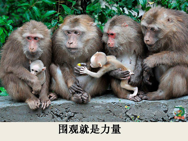 围观的力量