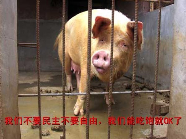 我只要吃吃睡睡，我是猪。