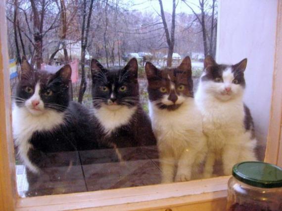 猫猫四罗汉