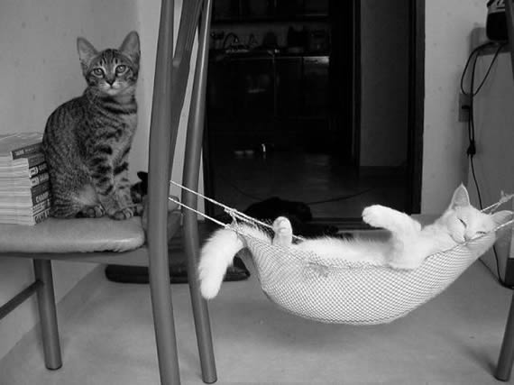 猫咪生活