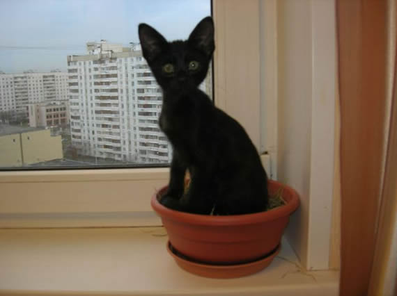 种一盆猫